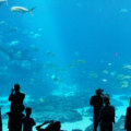 Explore the Best Zoos and Aquariums in Metairie, LA